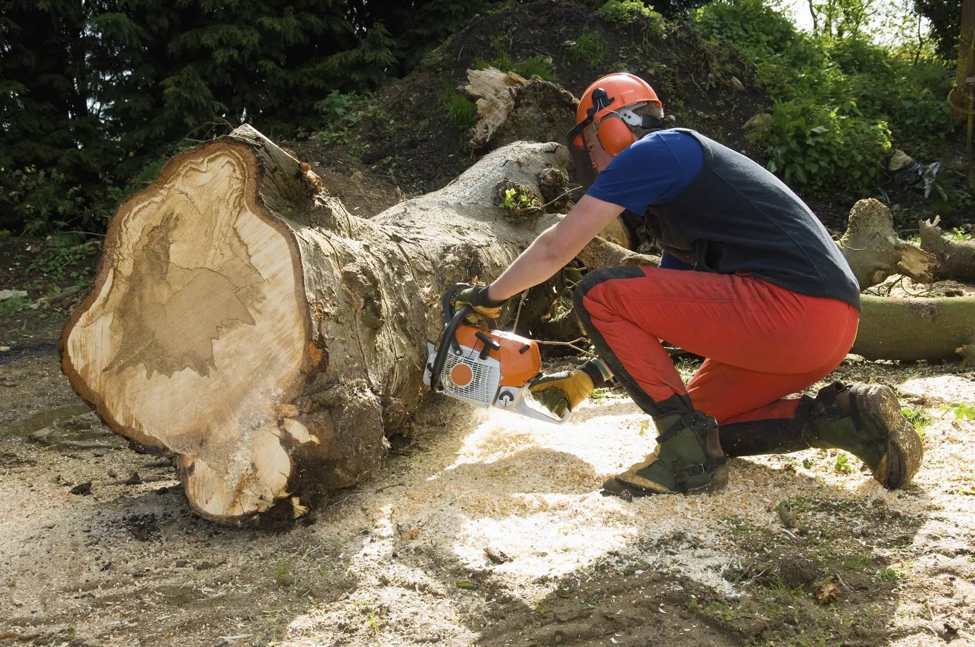 Large Tree Sectional Felling specialists in action
