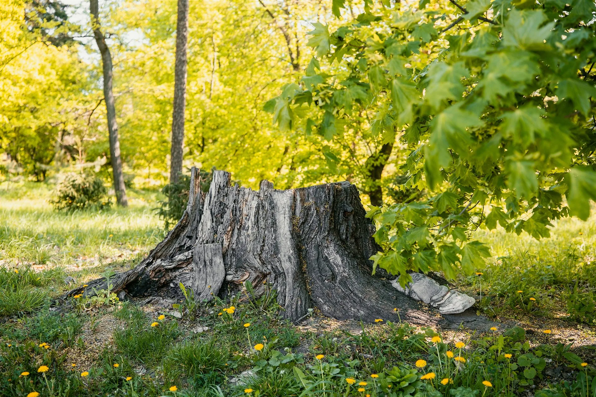 Stump Grinding & Removal specialists in action