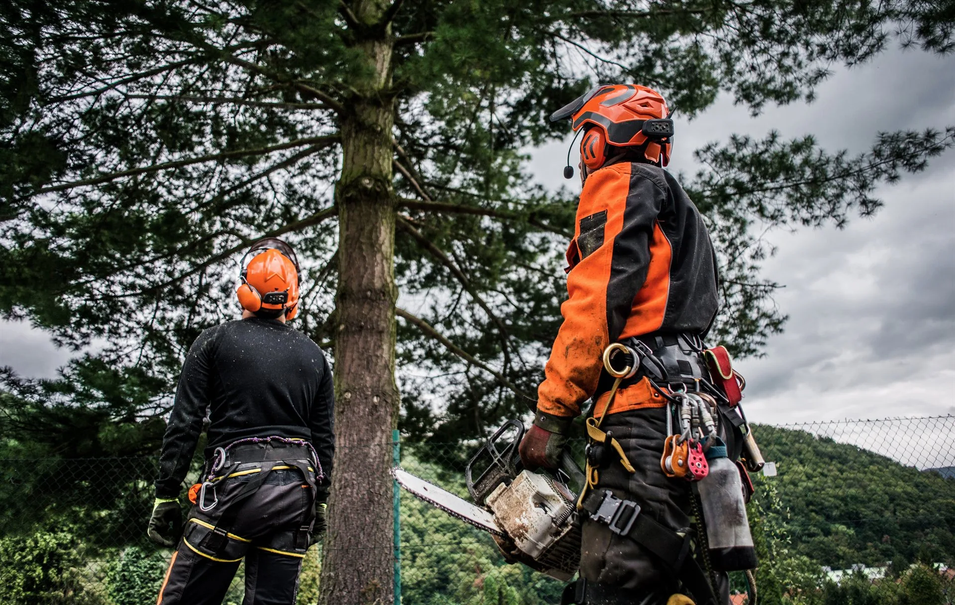 Tree Surgery specialists in action